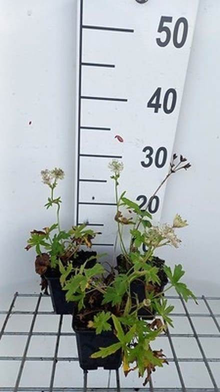 6x Zeeuws knoopje - Astrantia maj. 'Snowstar'® | 9x9 cm pot