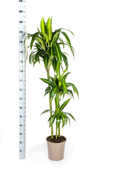 Dracaena Deremensis Hawaiian Sunshine Ø24cm - 140cm