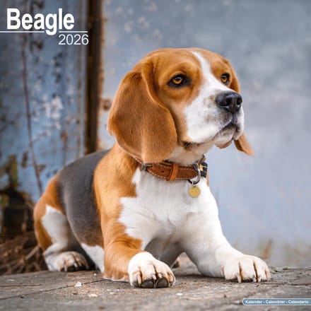 Beagle Kalender 2026