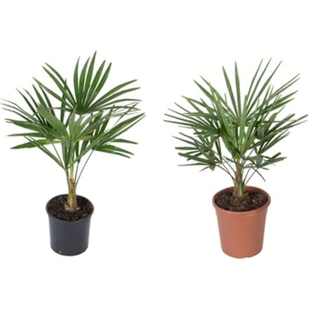 Trachycarpus fortunei: Medium / 1