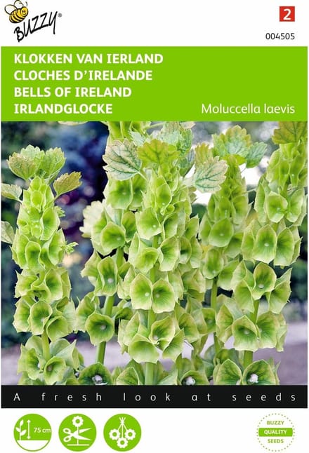 2 stuks - Buzzy - Molucella Groene Bel Achtige Bloemen