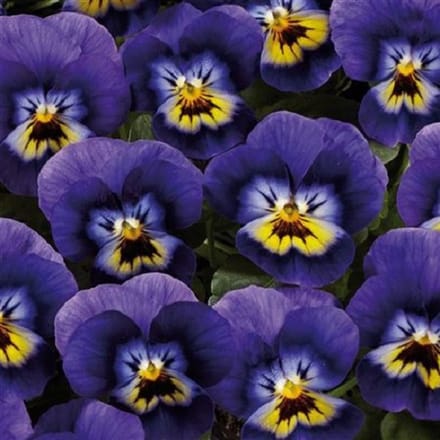 Viooltje Twix Blue and Yellow