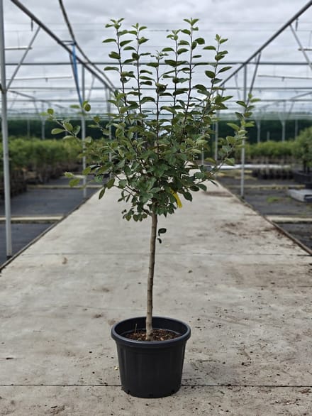 Malus domestica - Oude Appelboom 'Notarisappel' - Onderstam M111 - 45L pot - ca. 2m