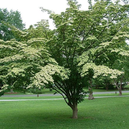 Cornus Kousa - Kornoelje 50-60 cm in pot