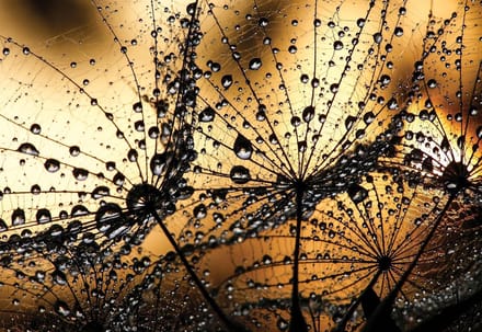 Fotobehang Dandelion | XL - 208cm x 146cm | 130g/m2 Vlies