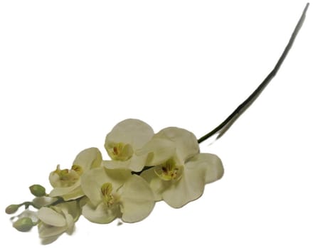 House 615 - Zijde bloem - Phalaenopsis - Orchidee -Wit - 67cm