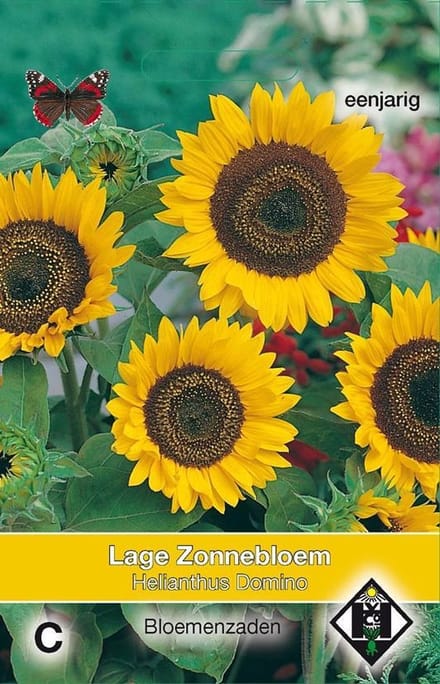 Van Hemert - Zonnebloem Domino (Helianthus annuus)