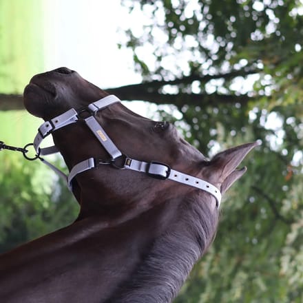 Halster voor paarden Lami-Cell Midnight