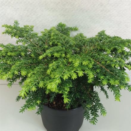 Tsuga canadensis 'Popeleski' - Canadese hemlockspar | 20-25 cm pot