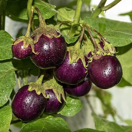 Aubergine zaden - Potaubergine Bambino