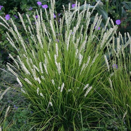 6 x Sesleria nitida - Blauwgras - pot 9 x 9 cm
