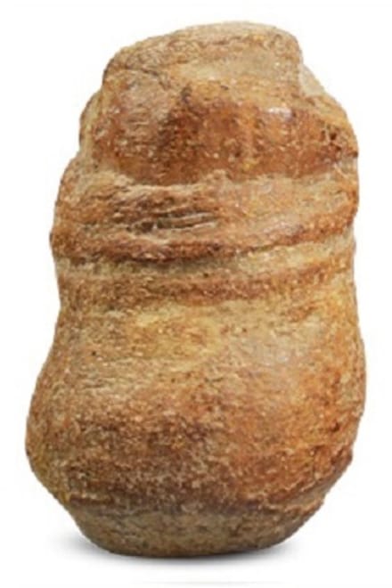 Fossiele cassave klein