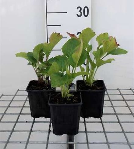 6x Zonnehoed - Rudbeckia occ. 'Green Wizard' | 9x9 cm pot