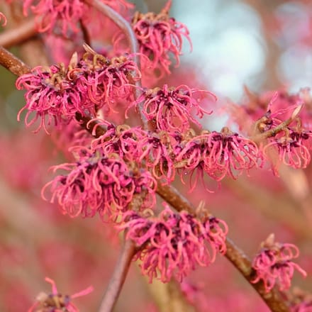 Hamamelis vernalis 'Amethyst', Purperkleurige Toverhazelaar, 2 liter pot