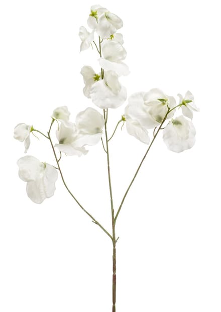 Emerald - Kunstbloem Pronkerwt 75cm crème - Kunstplant voor binnen