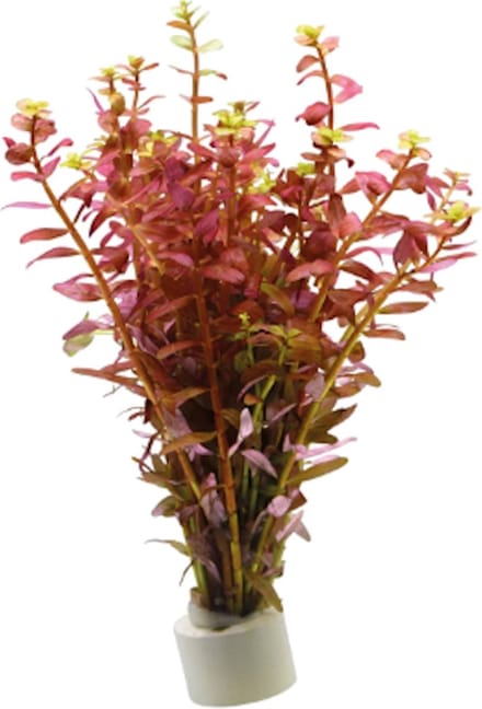 Aquafleur Rotala Indica Rood | In Terracotta Ring