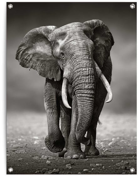 Tuinposter Wandelende olifant - 80 x 60 - Canvas - REINDERS