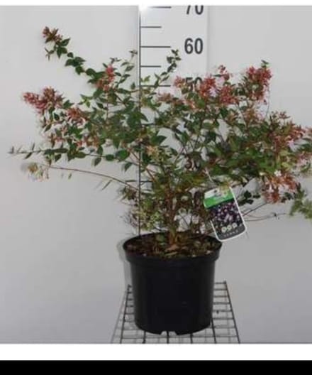 Abelia grandiflora - Abelia 40- 60 cm in pot
