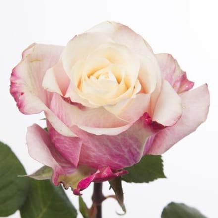 20x Rosa marosa 50cm