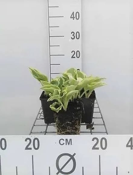 6x Funkia - Hosta hybr. 'Wide Brim' | 9x9 cm pot