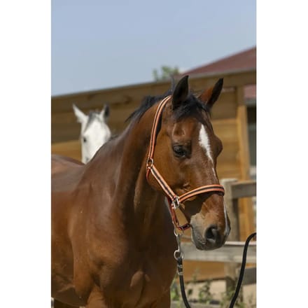 Satijnen paardenhalster Norton