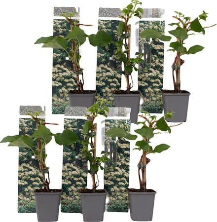 Plant in a Box - Set van 6 Hydrangea 'Petiolaris’ - Klimhortensia - Pot 9cm - Hoogte 25-40cm