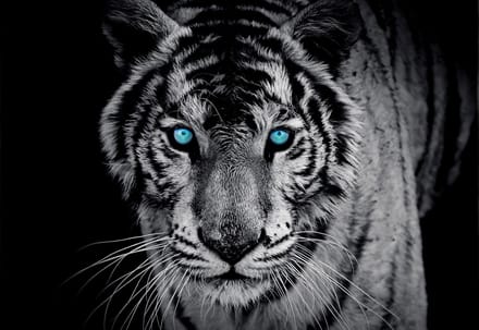 Poster | Blauw | 104 x 70,5 cm