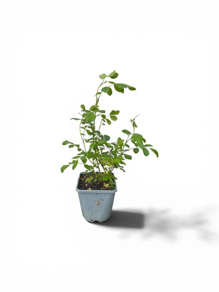 Rosa (PA) 'Crystal Fairy' ® - Roos | 10-15 cm in pot