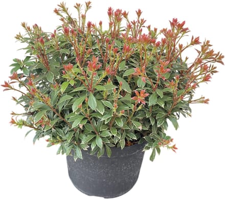 Pieris jap. ‘Little Heath’ - Rotsheide | 25-30 cm in pot