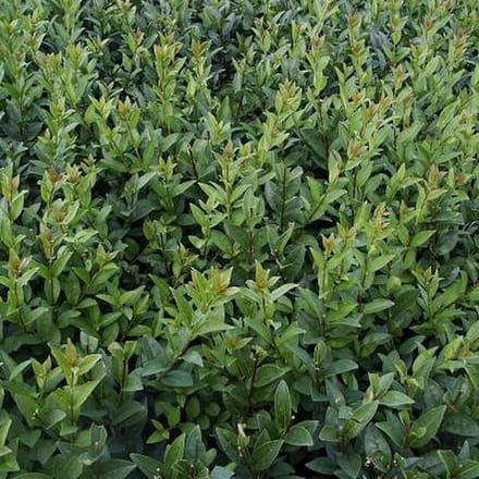 Ligustrum Vulgare 'Atrovirens' - Liguster 60-80 cm pot