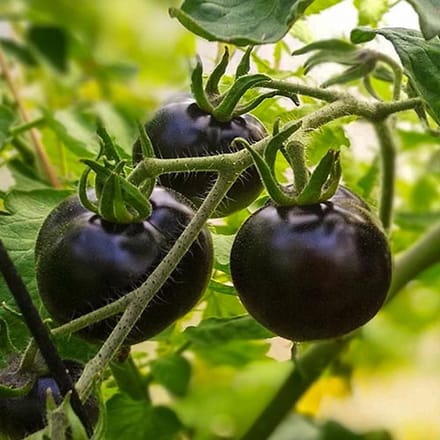 Tomaten zaden - Tomaat Blackball