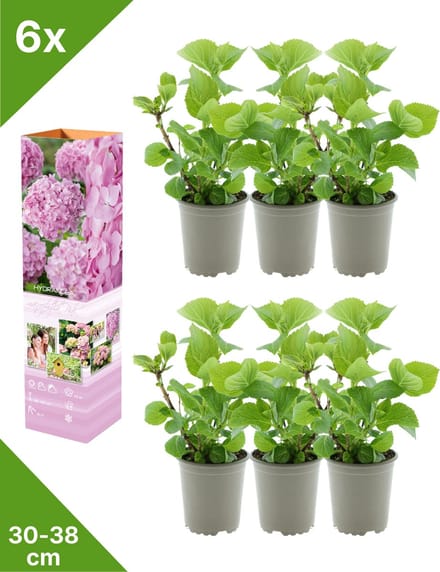 GARDENZO - 6x Hydrangea macrophylla 'Roze' (Hortensia) - in P9 Pot