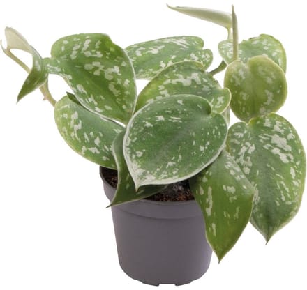 Aquafleur Philodendron Scandens Pictus | In 5 cm pot