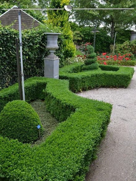 Buxus sempervirens 50-60 cm, 200x Haagplant