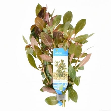 Moerings Ludwigia Repens | Kruipend Waterlepeltje | Diamond Red in bos met loodje Waterplant - Rood