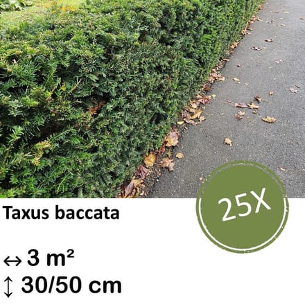 Green Harmony| Taxus baccata - 30-50cm - kale wortel