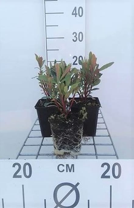 6x Wolfsmelk - Euphorbia amygd. 'Purpurea' | 9x9 cm pot