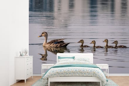 Behang - Fotobehang Eend - Water - Vogel - Bruin - Breedte 385 cm x hoogte 280 cm