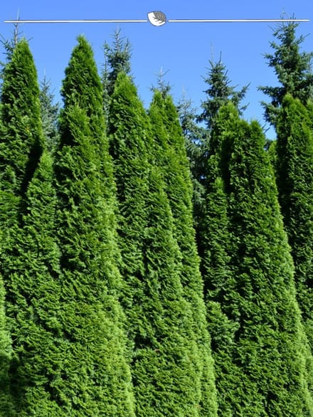 Westerse Levensboom Thuja Smaragd 140-160 cm, 20x Haagplant