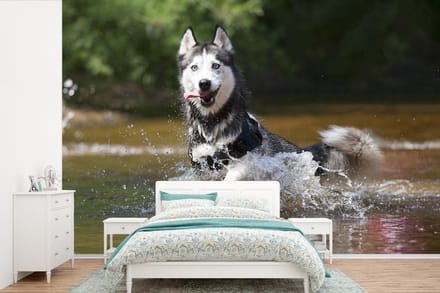 Behang - Fotobehang Husky in het water - Breedte 600 cm x hoogte 400 cm