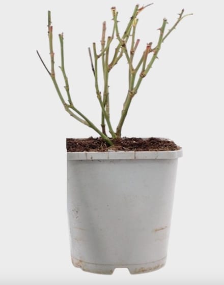 Rosa Sweet Romanza ® - Roos | 10-15 cm in pot