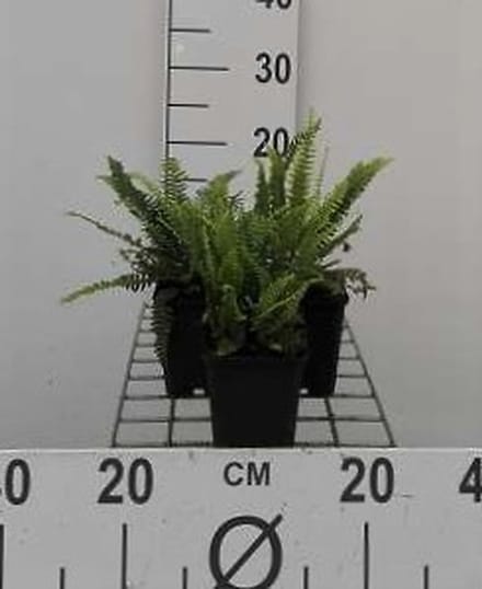 6x Dubbelloof Varen - Blechnum spicant | 9x9 cm pot
