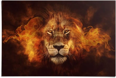 Poster Lion on fire - 61 x 91,5 - Papier - REINDERS