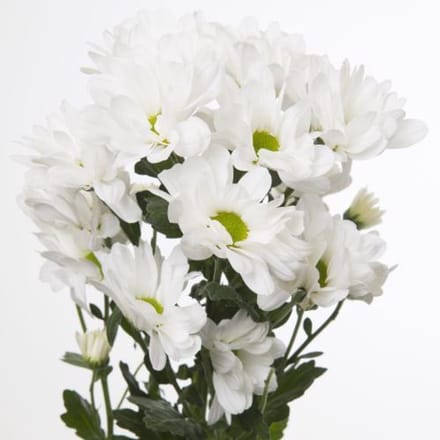 10x Chrysant kennedy 70cm