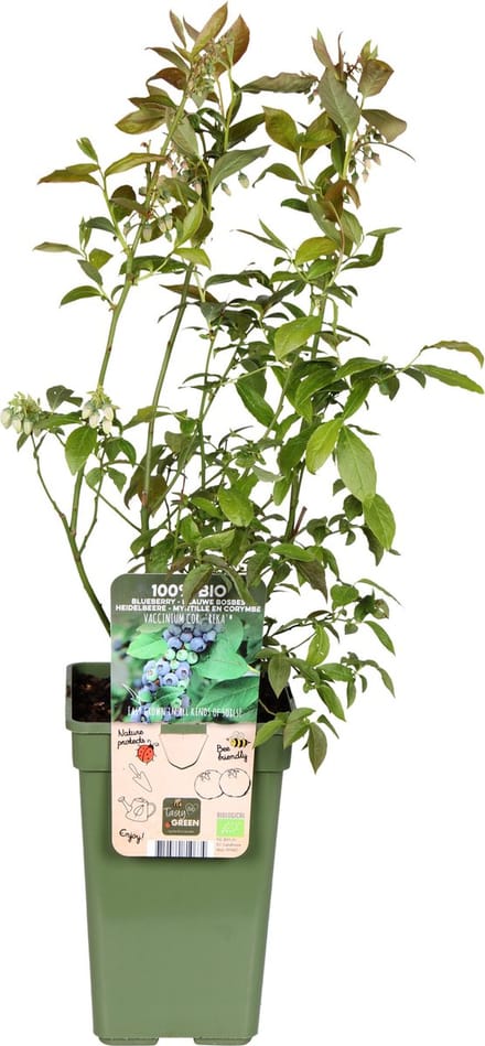 BIO Bosbes Vaccinium Reka