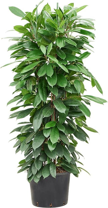 Hydroplant Ficus Cyathistipula