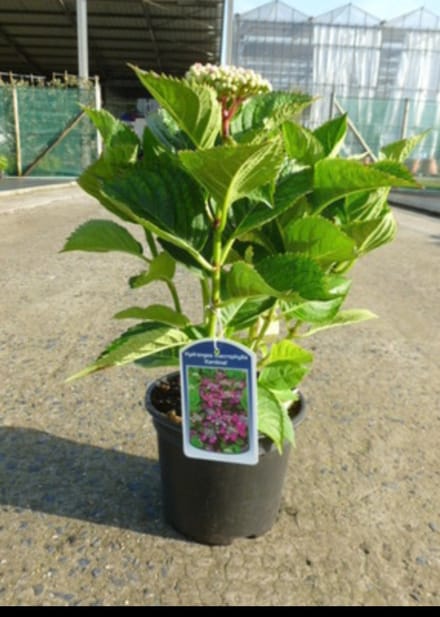 2 x Hydrangea macr. 'Kardinal' - Teller Hortensia , Rode Teller, Lacecap Hortensia 25- 30 cm in pot