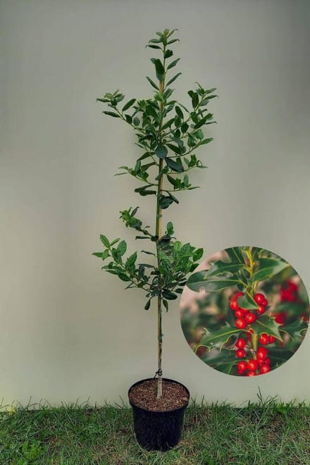 Jonge Amerikaanse Hulst boom | Ilex 'Nellie R. Stevens' | 80-100cm hoogte