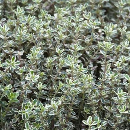 6x Thymus citriodorus 'Silver Queen' Pot 9x9cm - Citroentijm: groei, verzorging en gebruik