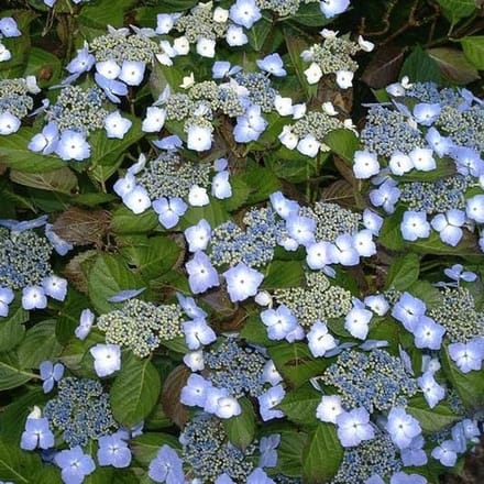 Boerenhortensia - Hydrangea macrophylla 'Mariesii Perf. 25-30 cm